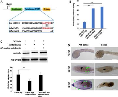 A microRNA Cluster-Lefty Pathway is Required for Cellulose Synthesis During Ascidian Larval Metamorphosis